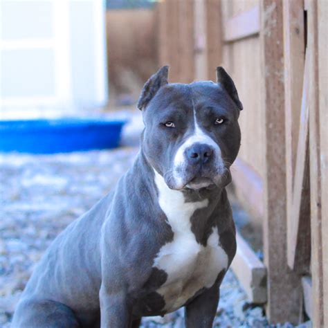 pitbull dog blue nose